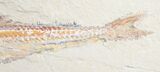 / Predatory Prionolepis (Viper Fish) #9022-2